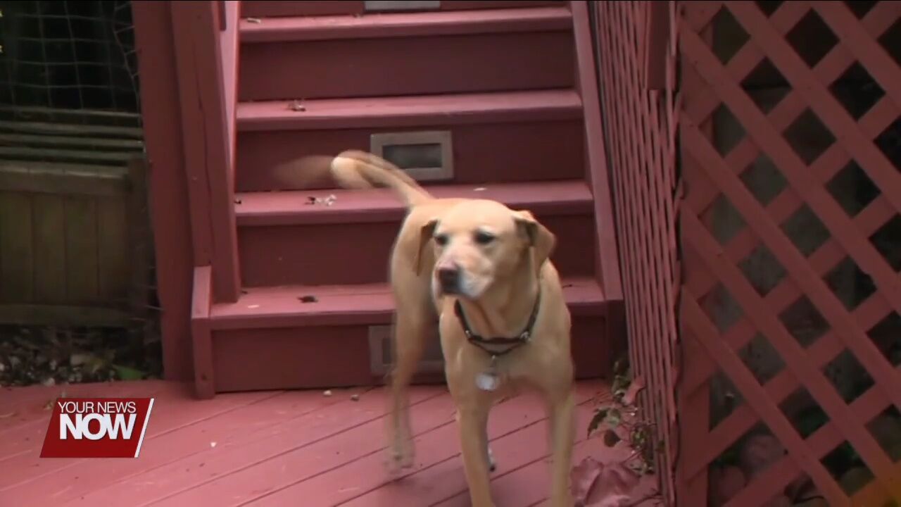 Take extra precautions to protect your pets from fireworks